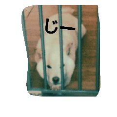 [LINEスタンプ] 白犬のぼやき。