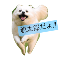 [LINEスタンプ] こたちゃんの日常