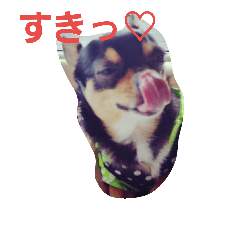 [LINEスタンプ] チワワのこっちゃん