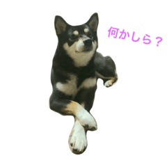 [LINEスタンプ] 黒柴あずき3