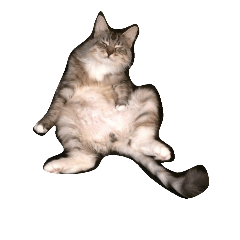 [LINEスタンプ] コトラねこまる