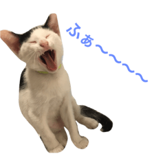 [LINEスタンプ] ナカマ家の赤ちゃん猫たち