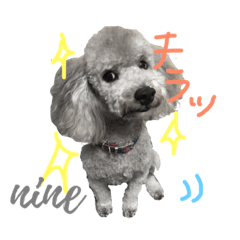 [LINEスタンプ] シルバープードル ナイン