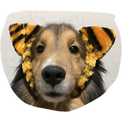 [LINEスタンプ] Lifeis...sheltie