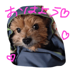 [LINEスタンプ] チロちゃん修正版