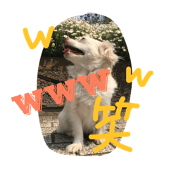 [LINEスタンプ] 元保護犬チワックスのひまわりです。