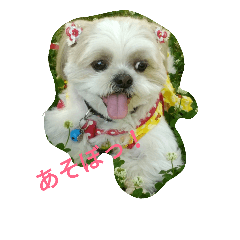 [LINEスタンプ] わんこ だぁ～い好き！