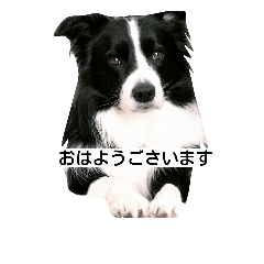[LINEスタンプ] 僕、リティアボーダーコリー