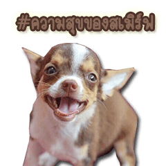 [LINEスタンプ] SmurfChihuahua