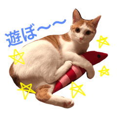 [LINEスタンプ] 日常で使える猫スタンプ with mii