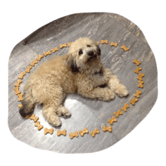 [LINEスタンプ] City Dog Marky