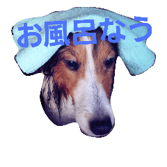 [LINEスタンプ] 名犬ビーちゃん(シェルティ) season1