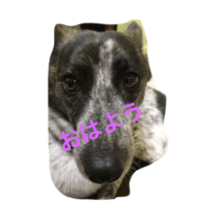 [LINEスタンプ] 怪しい