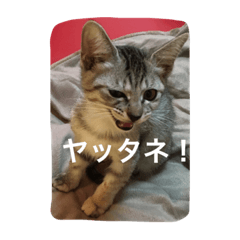[LINEスタンプ] 使えるニャチジョウstamp