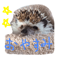 [LINEスタンプ] ハリネズミのきのこさん
