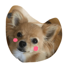 [LINEスタンプ] ポメチワくぅたのスタンプ