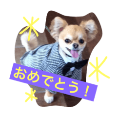 [LINEスタンプ] いぶとらむのスタンプ