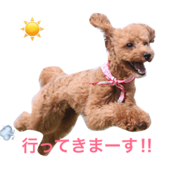 [LINEスタンプ] 毎日わんこのごあいさつ