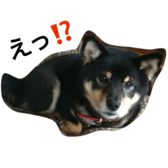 [LINEスタンプ] 蘭ちゃん2017