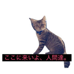 [LINEスタンプ] 人間に対する猫