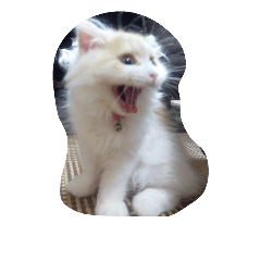 [LINEスタンプ] 何ニャー！！！