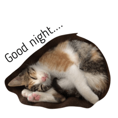 [LINEスタンプ] 三毛猫のあずき