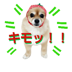 [LINEスタンプ] ポメラニアンDuffy黒と赤 その17