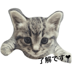 [LINEスタンプ] ＊ねこねここねこ＊
