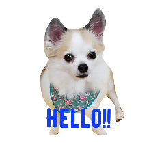 [LINEスタンプ] ふくちよのご挨拶