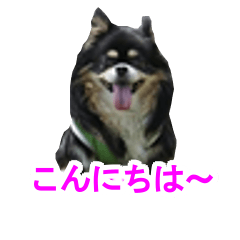 [LINEスタンプ] まんまるチワワ②