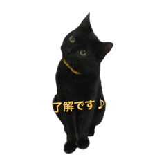 [LINEスタンプ] にゃんこ♡