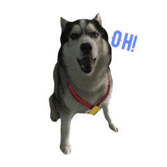 [LINEスタンプ] Husky Crazy Boom