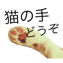 [LINEスタンプ] 猫のたんぽぽ