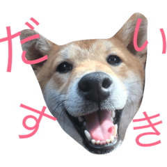 [LINEスタンプ] 柴犬まめた0524
