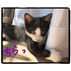 [LINEスタンプ] two cats.Version 2.