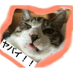 [LINEスタンプ] オモロカワイイ猫
