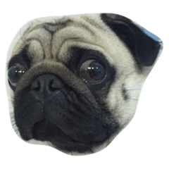 [LINEスタンプ] Mamon pug