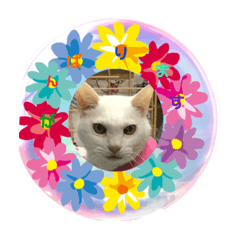 [LINEスタンプ] Hiruta house cats