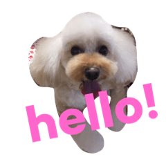 [LINEスタンプ] トイプードルはなちゃんのスタンプ