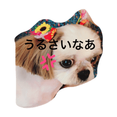 [LINEスタンプ] 犬スタンプです