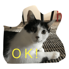 [LINEスタンプ] 白石家のかわいい猫たち