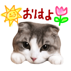 [LINEスタンプ] おしゃべりモアたん