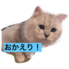 [LINEスタンプ] ミャウの日常