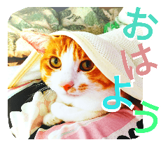 [LINEスタンプ] ミャーたん2 使える日常会話編