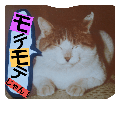 [LINEスタンプ] I don't forget it all the while. CAT.