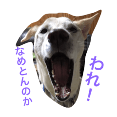 [LINEスタンプ] ふうまろの日常