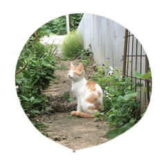 [LINEスタンプ] にゃ〜とも言い難きこの世に目をつむる猫