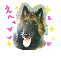[LINEスタンプ] Belgian Tervuren