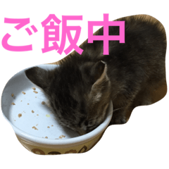 [LINEスタンプ] ショコラの毎日