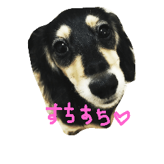 [LINEスタンプ] suchisuchi jack